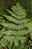 Dryopteris expansa. Спороносящая вайя. Томская обл., Томский р-н, окр. с. Аркашево, темнохвойный лес. 27.07.2023.