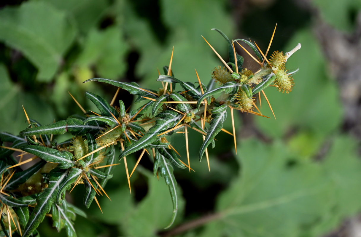 Image of Xanthium spinosum specimen.