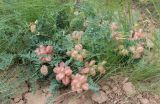 Смотреть изображение Astragalus physodes