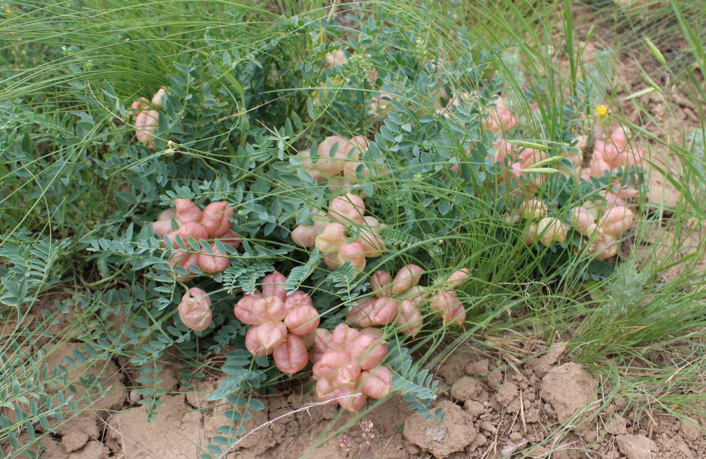 Image of Astragalus physodes specimen.