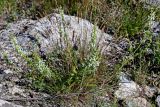 Stachys pubescens