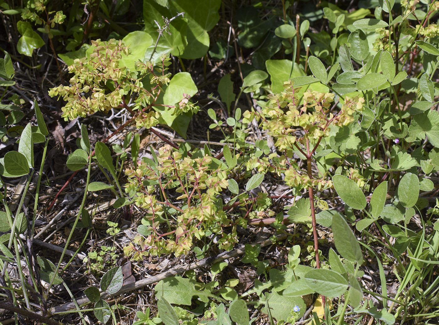 Image of Euphorbia peplus specimen.