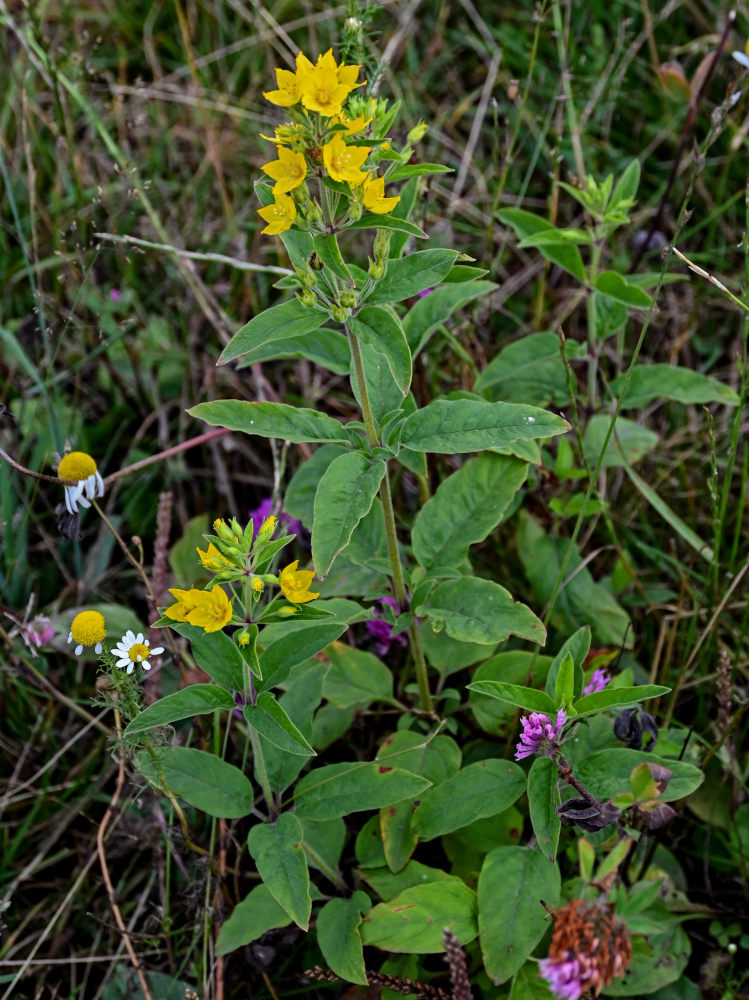 Image of Lysimachia vulgaris specimen.