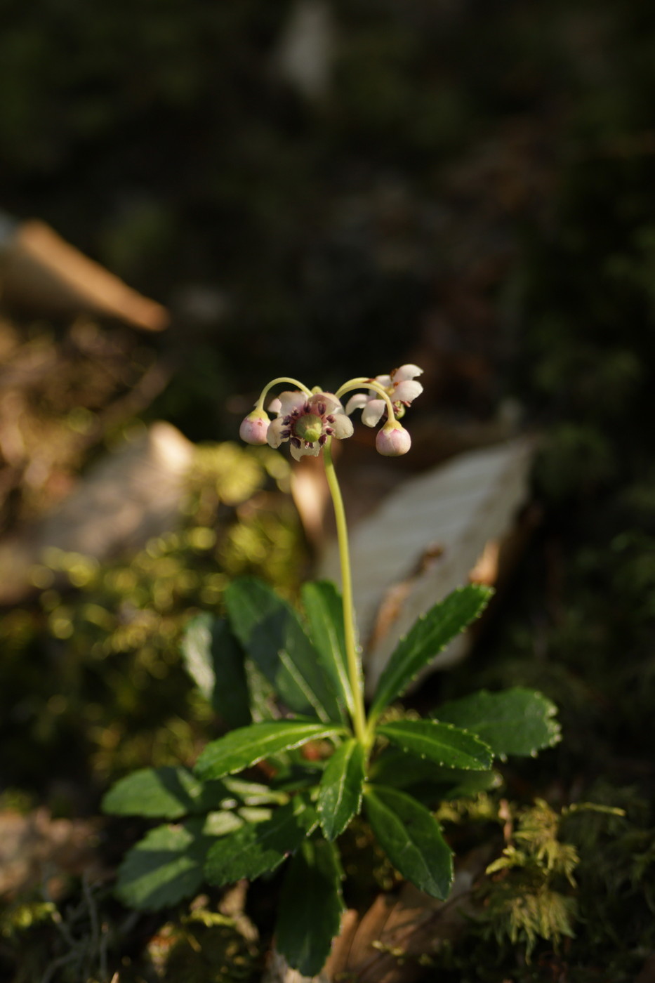 Изображение особи Chimaphila umbellata.