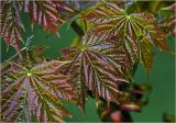 Acer platanoides