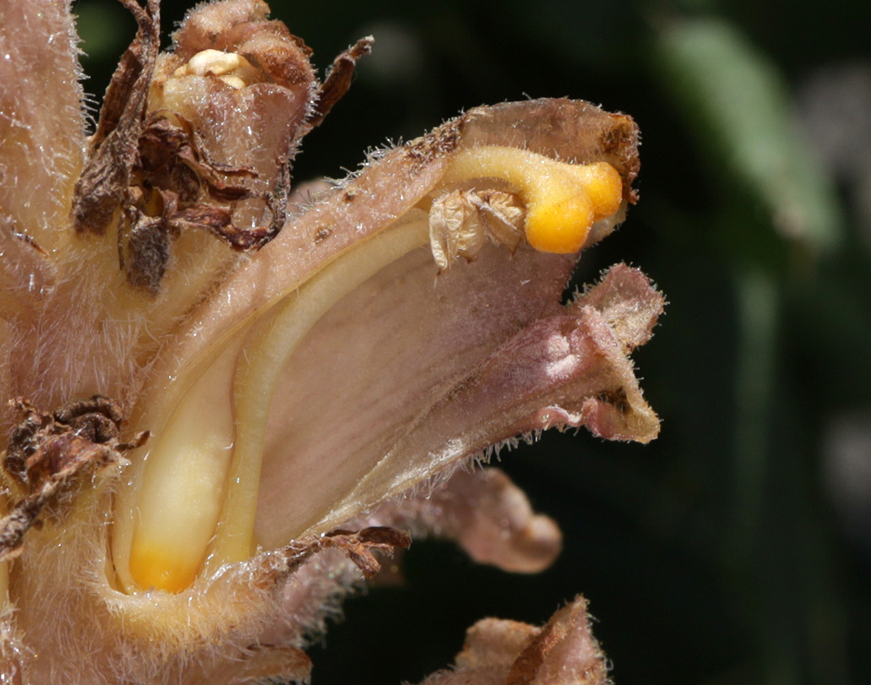 Изображение особи Orobanche dagestanica.