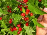 Rubus crataegifolius. Побег с плодами. Приморский край, 25 км Ю-З Уссурийска, 10 км Ю-З пос Кроуновка. 2 августа 2004 г.