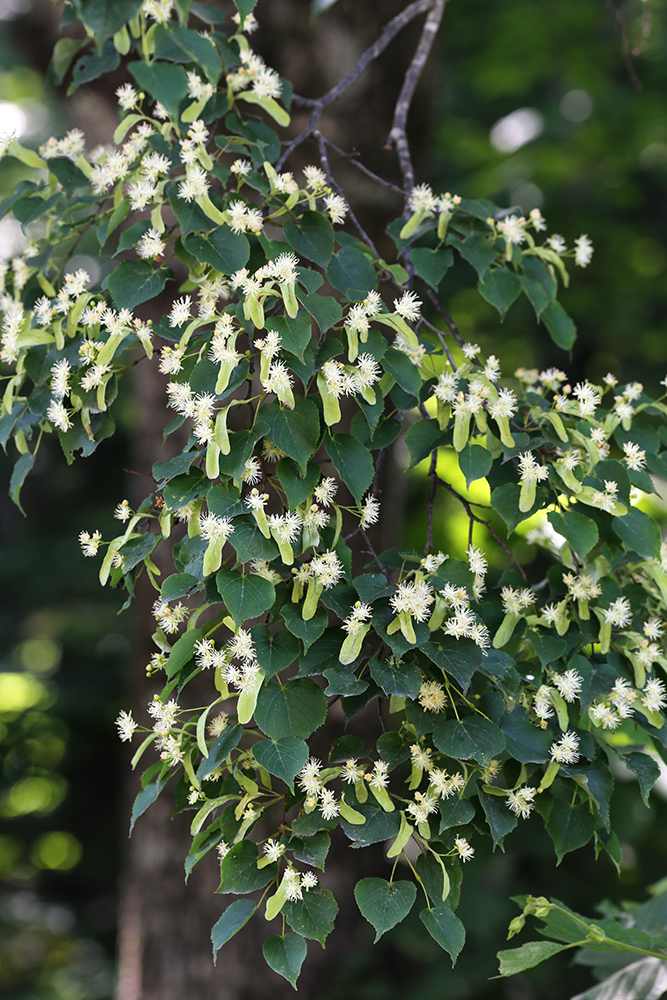 Image of Tilia amurensis specimen.