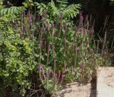 Teucrium hircanicum. Цветущее растение. Дагестан, склон горы Тарки-Тау, нарушенный шибляк, у дороги. 23.06.2023.