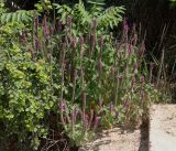 Смотреть изображение Teucrium hircanicum