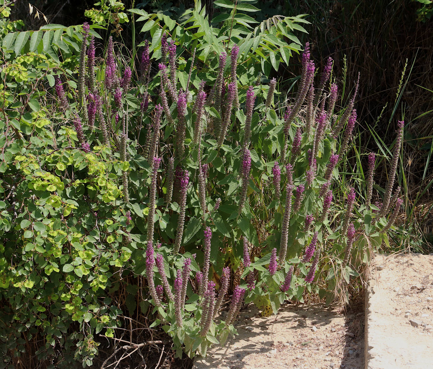 Image of Teucrium hircanicum specimen.