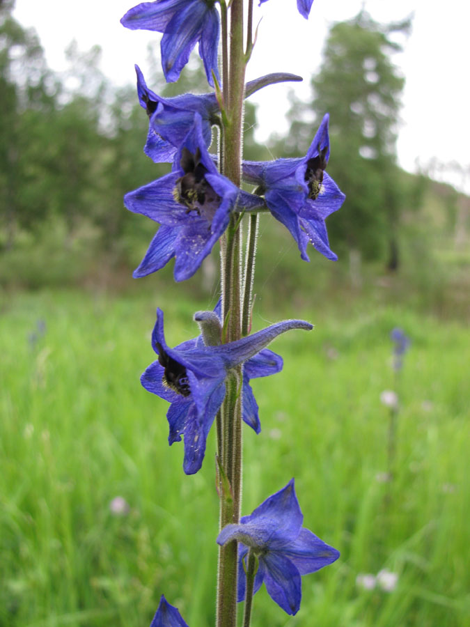 Изображение особи Delphinium korshinskyanum.