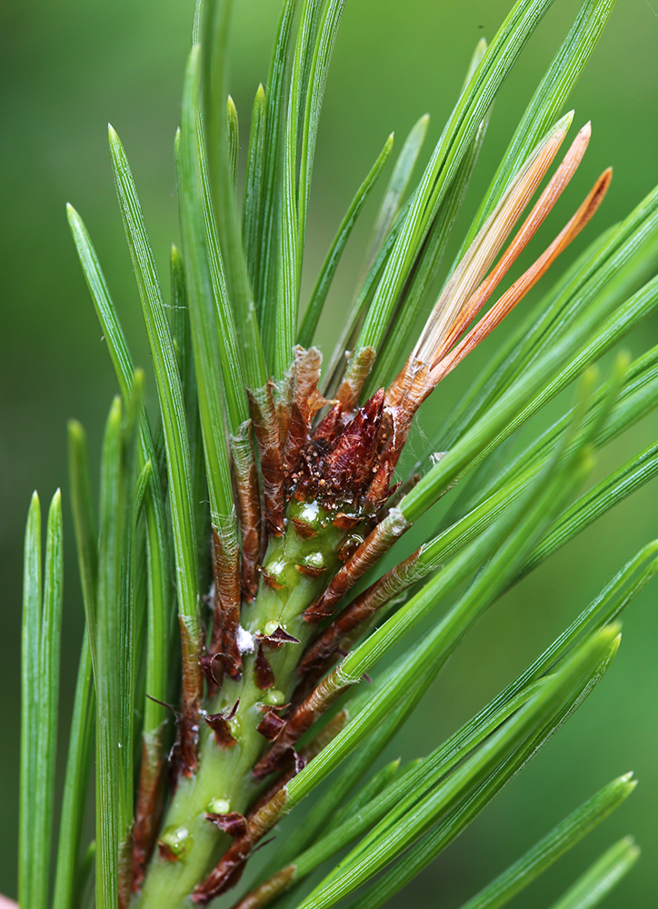 Image of Pinus &times; funebris specimen.