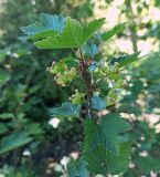 Ribes rubrum. Ветвь с листьями и незрелыми ягодами. Республика Карелия, Сортавальский муниципальный округ, Ладожское озеро, остров Валаам, Нижний сад. 11.06.2024.