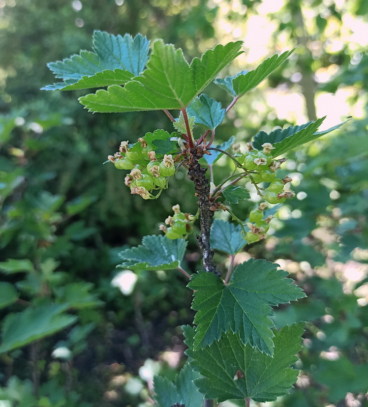 Image of Ribes rubrum specimen.