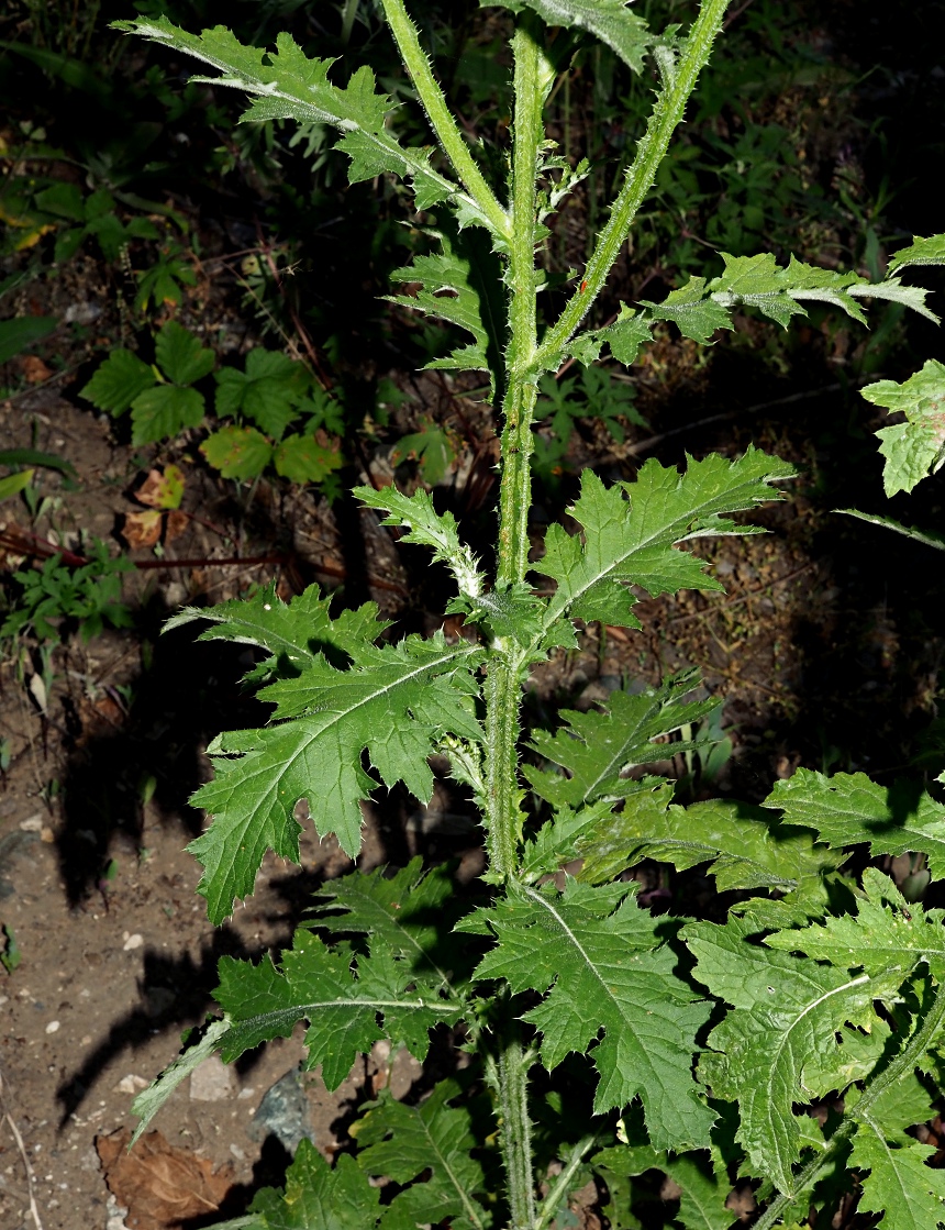 Image of Carduus crispus specimen.