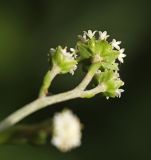 Adenocaulon adhaerescens. Часть общего соцветия. Приморский край, г. Владивосток, территория БСИ ДВО РАН, у тропы в хвойно-широколиственном лесу. 12.08.2024.