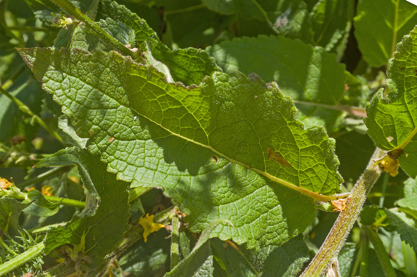 Изображение особи род Verbascum.