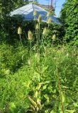 Dipsacus fullonum