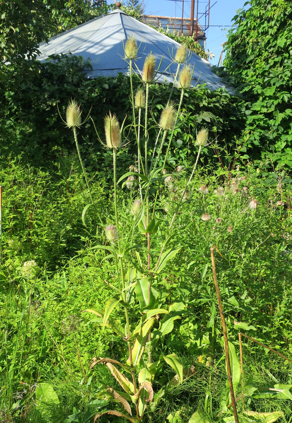 Изображение особи Dipsacus fullonum.