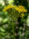 genus Pilosella. Соцветие. Крым, Южный Берег, сев. склон горы Аю-Даг, возле туристической тропы. 25.05.2024.