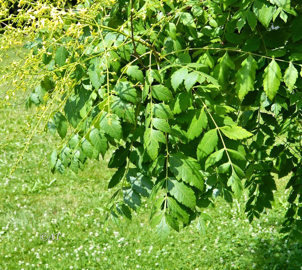 Изображение особи Koelreuteria paniculata.