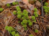 Sphagnum wulfianum