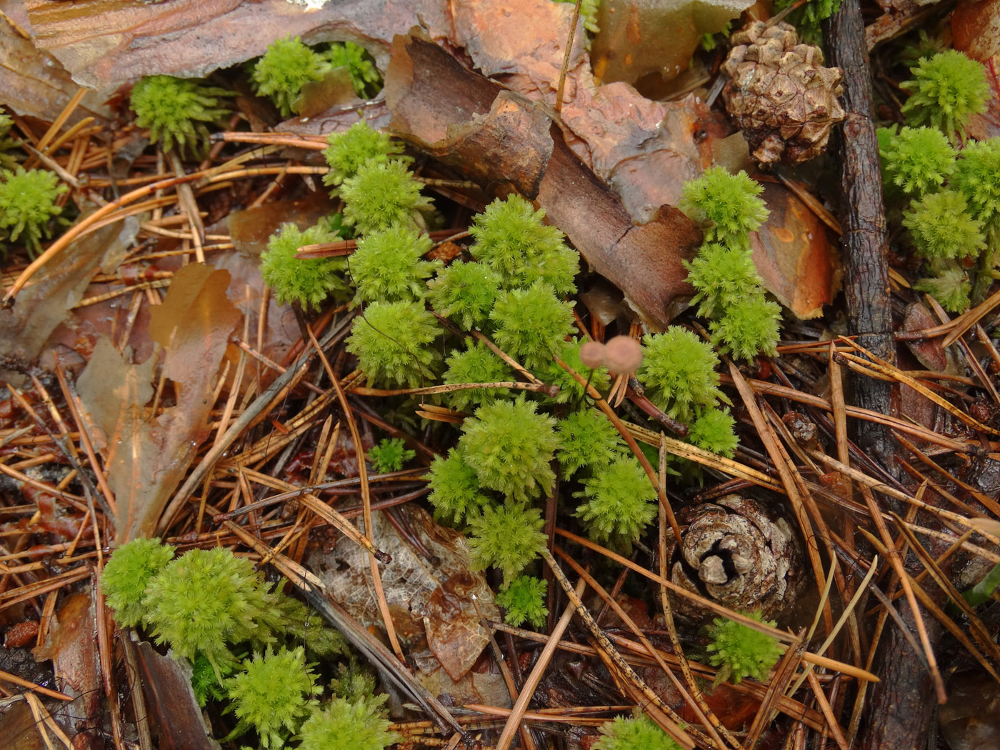 Изображение особи Sphagnum wulfianum.