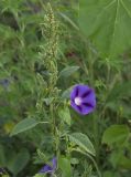 Ipomoea purpurea