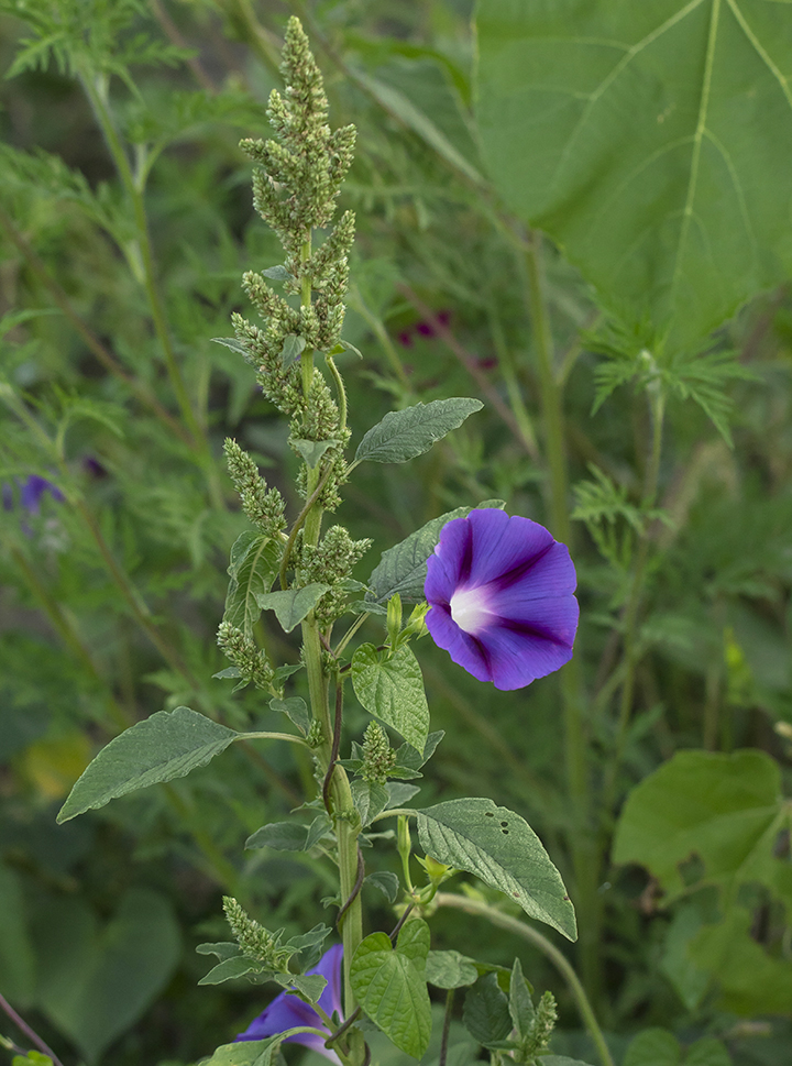 Изображение особи Ipomoea purpurea.