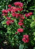 Monarda didyma