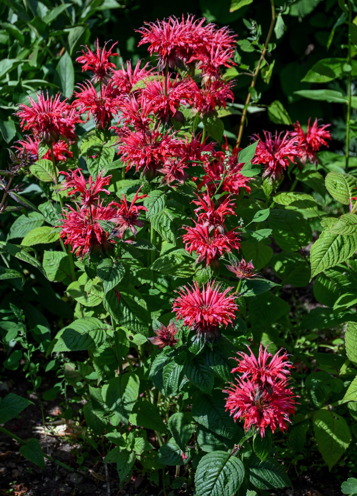 Изображение особи Monarda didyma.