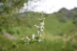 Stachys atherocalyx. Верхушка цветущего растения. Чечня, Шаройский р-н, долина р. Цесиахк, рядом с домом Мансура, выс. ок. 1500 м н.у.м., луг. 28 июня 2024 г.