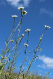 Leucanthemum ircutianum. Верхушки цветущих побегов. Ленинградская обл., Волосовский р-н, окр. дер. Донцо, склон невысокого холма, замшелый злаково-разнотравный суходольный луг на карбонатной почве. 22.06.2024.