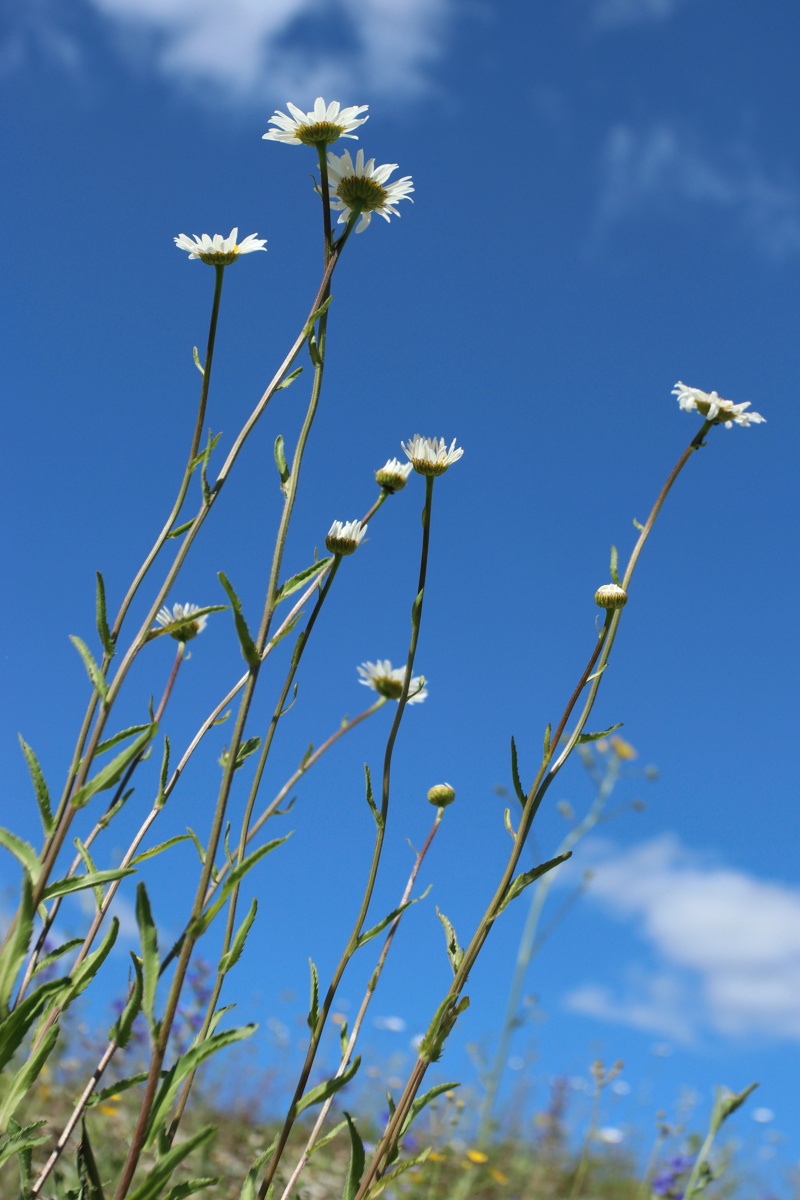 Image of Leucanthemum ircutianum specimen.