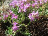 Thymus zygioides. Цветущее растение. Болгария, Хасковская обл., община Маджарово, гора Восточные Родопы, к юго-востоку от дер. Горни Главанак, вдоль дороги на г. Маджарово, на серпентинитовом субстрате. 12 мая 2018 г.