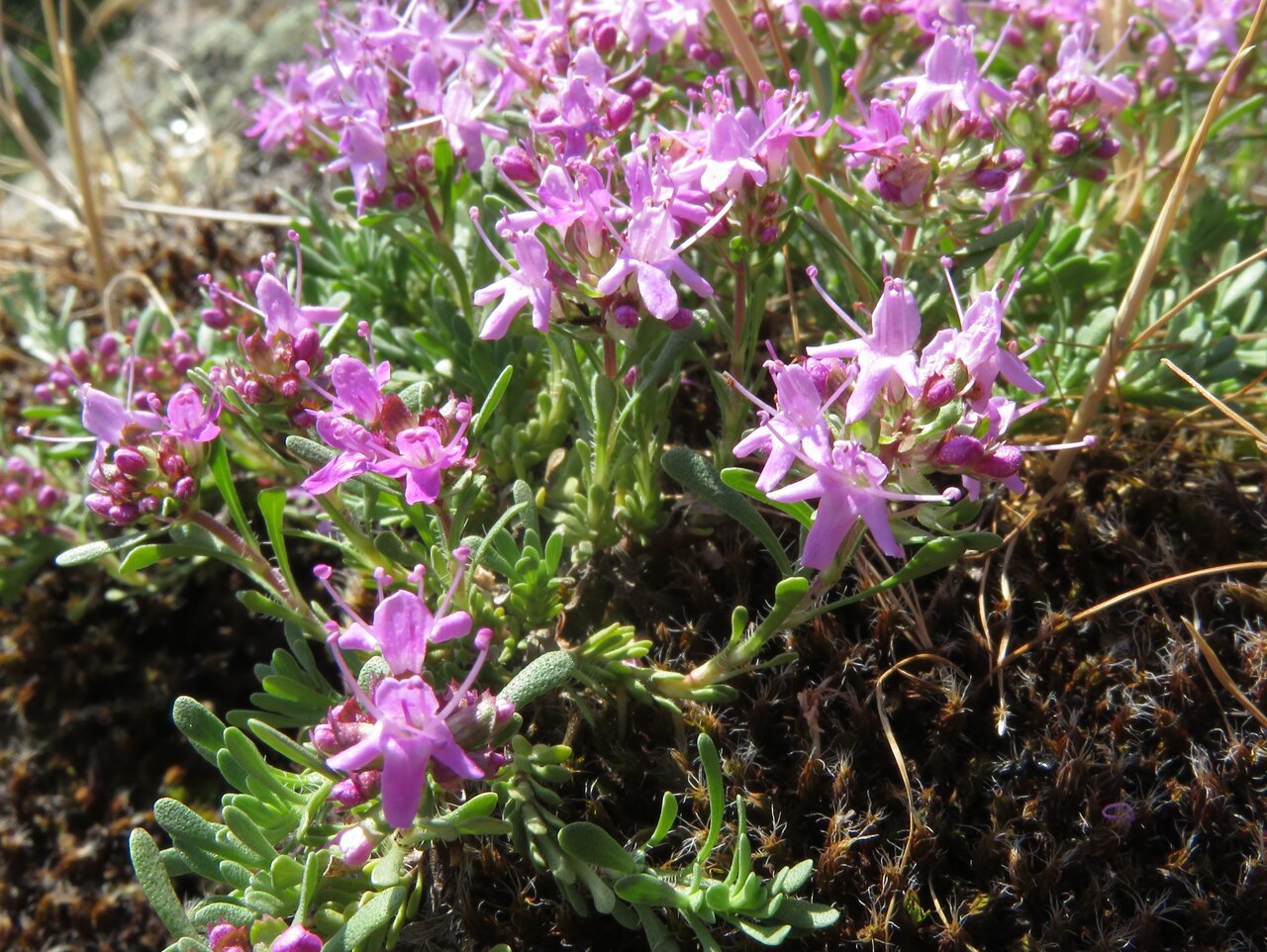 Image of Thymus zygioides specimen.