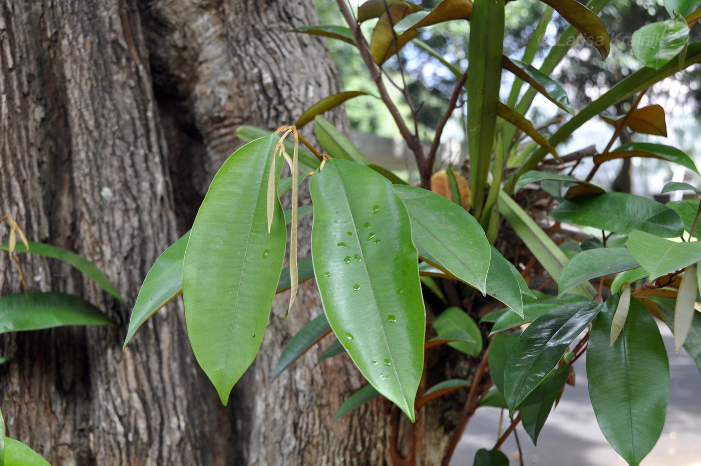 Изображение особи Chrysophyllum cainito.