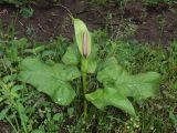 Arum korolkowii