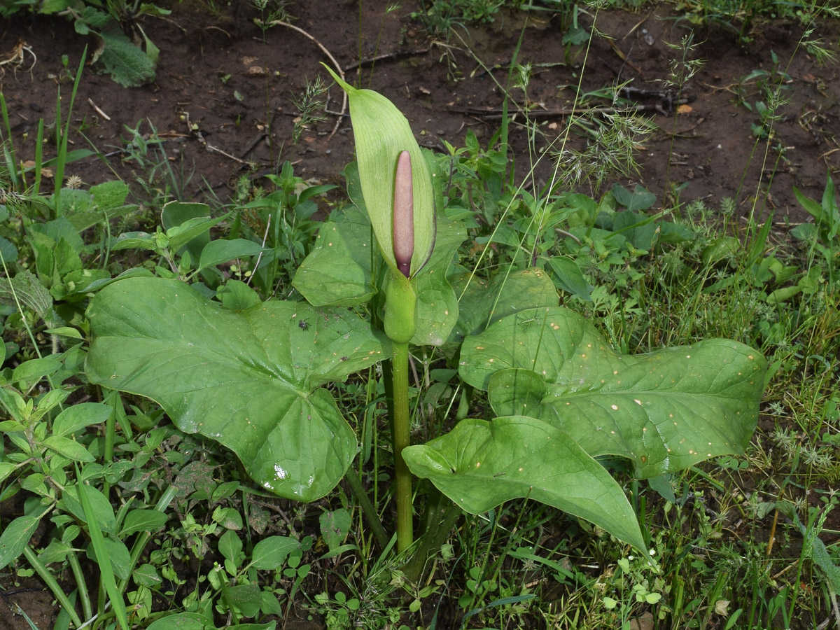 Image of Arum korolkowii specimen.