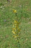 genus Verbascum. Верхушка цветущего растения. Грузия, Самцхе-Джавахети, г. Боржоми, окр. ур. Колесо Плато, луг. 28 мая 2018 г.