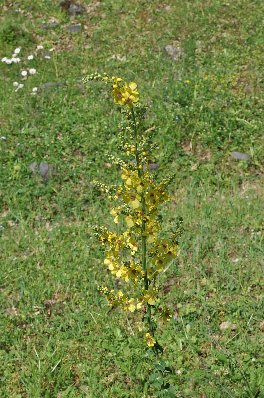 Изображение особи род Verbascum.