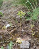 Androsace maxima