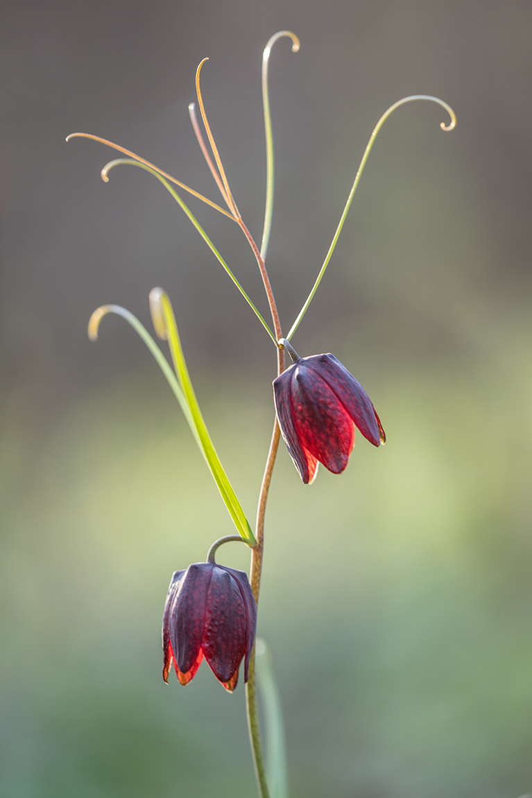 Изображение особи Fritillaria ruthenica.