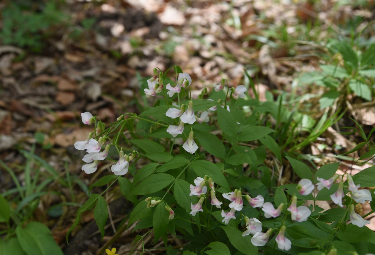 Image of genus Lathyrus specimen.