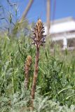 View full-size image Orobanche cumana