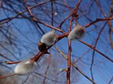 Смотреть изображение Salix gracilistyla