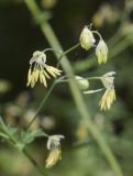 View full-size image Thalictrum minus