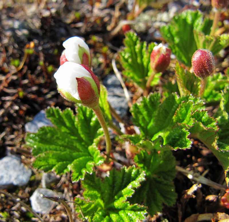 Image of Rubus chamaemorus specimen.