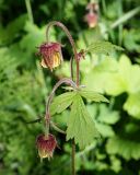 Смотреть изображение Geum rivale